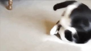 Funny Cats Videos compilation 2023 | Cats Attack on Dogs Funny | Funny Cat Animals Videos