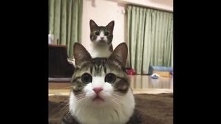 Funny Animals Videos - Funniest Cats???? And Dogs???? Video Compilation 2023 2