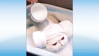 funny animals video compilation try not to laugh cute cat fail club 2023