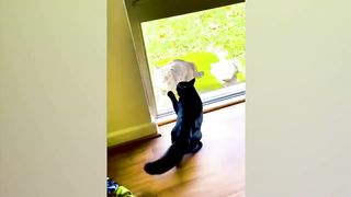 Funniest cats and dogs videos compilation 2023 - Try not to laugh