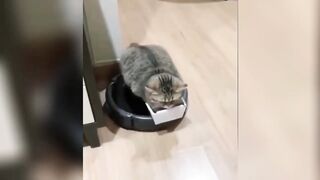 Funniest Animal Moments 2023 ???? Funniest Cats and Dogs ???????? Ep 100 | Funny Pet  Funny Pets 1,73 k abonnés  S'abonner