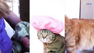 Ce chat qui aime les bébés