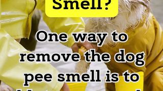 How to Remove the Dog Pee Smell