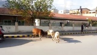 WWE pakistan