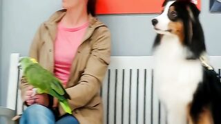 Big dog 2
