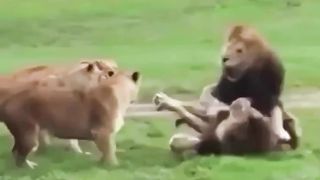 Lion Fight Due to a Motivation
