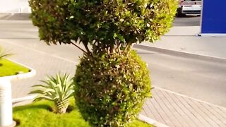 Super plant