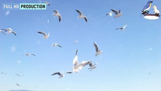 Most Beautiful Birds in 2022 all of the words USA UK Ep-001| Animal & Birds Gallery