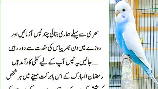 Best Tips for Ramadan