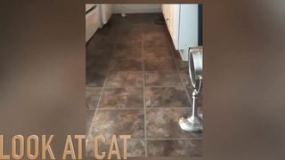 ✅IMPOSSIBLE DE NE PAS RIRE À ÇA ✅----CHAT NINJA CHAT DRÔLE