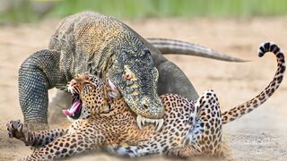 Africa Most Deadly Wild Animals 2023