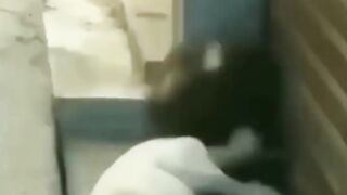 Very funny video cats  dogs  and baby