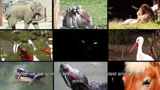Cutest animals in the world 2023