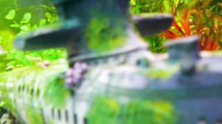Relaxing music water with underwater life ???????? nature