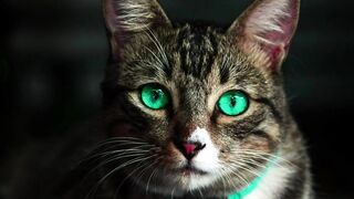 Most beautiful cats in the world Clips 001| Animal & Birds Gallery