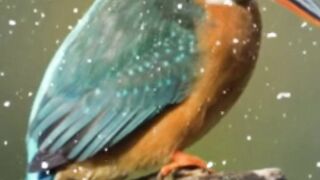 Most Beautiful Birds in 2022 all of the words USA UK Clips 002| Animal & Birds Gallery