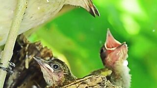 Most Beautiful Birds in 2022 all of the words USA UK Clips 003| Animal & Birds Gallery