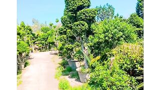 Plants 2