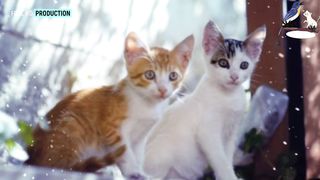 Most Pretty Cutest Cat in the World Ep#002