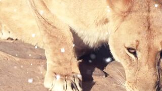 Kings of Animals Wildlife Documentary | ABG #shortsvideo #lions #lion #lionshorts