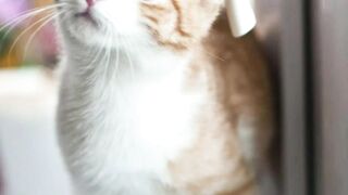 Pretty cutest cat in the world | Animal & Birds Gallery