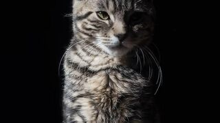 Pretty cutest cat in the world Clips 004| Animal & Birds Gallery