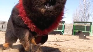Lion tiger