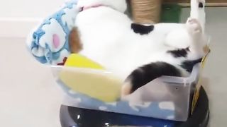 Cute cat 9