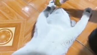Cat Funny moments