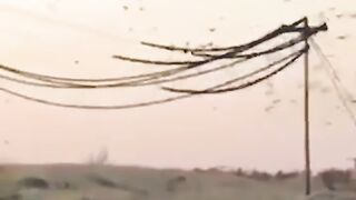 This great flock of birds on electricity wire causes power disruption????????????????