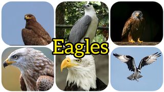 Most beautiful and different kinds of eagles