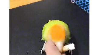Bird doing work