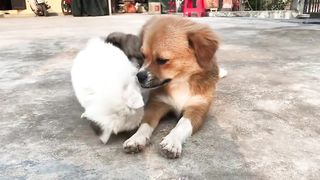 Cute Puppy - Funny and Cute Dog Videos Compilation 2023 #10