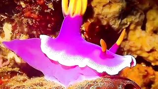 Nature photography underwater video