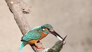 very pretty bird so much cute #bird #birds