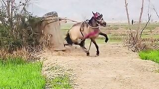 Beautiful horse 2