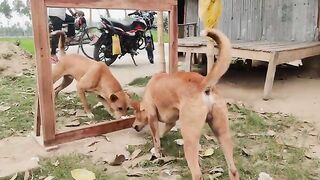 Funny dogs 2