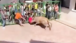 Bull attack on man