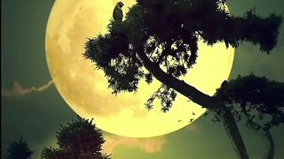 Natural video 10