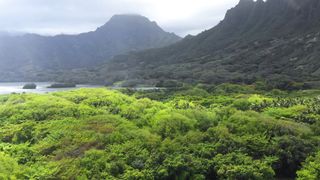 nature video| Mountain