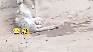 Animale 2