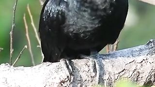Birds singing