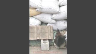 Hen And Dog Fight Video__Funny Pet Animals video