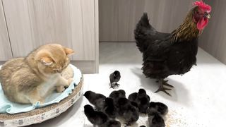 Hen and cat friendship (A beautiful video)