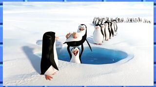 Antarctica Three Funny Birds Penguins