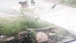 Poor dogs #febspot