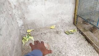 Budgies Breeding Colony Progress