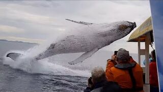 Whale jumps out of nowhere during sight seeing tour.