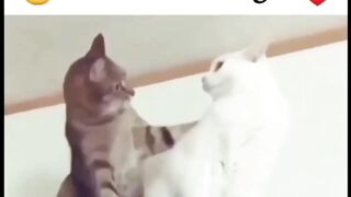 Love at First Sight