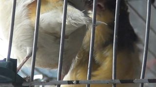 Canary Bird Kissing